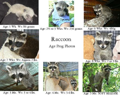 raccoon growth chart.